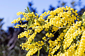 France, Var, Corniche des Maures, blooming mimosas