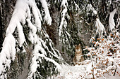 Germany, Bavaria, Bayerischer Wald National Park, lynx (lynx lynx)