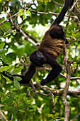 Costa Rica, Limon Province, Caribbean coast, Cahuita National Park, howler monkey (Alouatta)