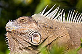 Costa Rica, Alajuela Province, Cano Negro National Reserve, iguana