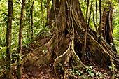 Costa Rica, Limon Province, Caribbean coast, Tortuguero National Park