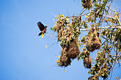 Costa Rica, Limon Province, Caribbean coast, Tortuguero National Park, oriole's nests
