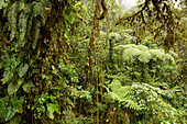 Costa Rica, Puntarenas Province, Santa Elena, canopy tour