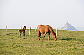France, Manche, bay of Mont Saint Michel, listed as World Heritage by UNESCO, Pointe du Grouin, horses