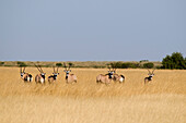 Botswana, Central Kalahari Game Reserve, Oryx gemsbok or Oryx gazella