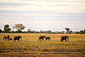 Botswana, district North-west, Chobe National Park, elephants