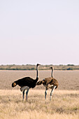 Botswana, Central Kalahari Game Reserve, ostrich opinion struthio