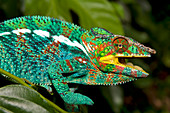 Madagascar, North-West region, a male panther chameleon (Furcifer pardalis)
