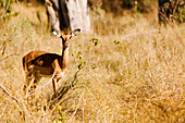 Botswana, North-west district, Moremi park, impala or Aepyceros melampus