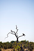 Botswana, North-west district, Chobe National Park, Savuti arid region, leopard