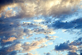 Botswana, North-west district, Chobe National Park, Savuti arid region, flight of ibis