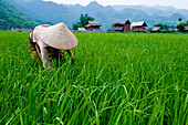 Vietnam, Hoa Binh province, Mai Chau, woman cutting with her village in the background