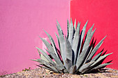 Mexico, Baja California Sur, Todos Santos, Hotelito Hotel, agave in the garden