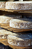 France, Savoie, Val d'Isere, La Ferme de l'Adroit farm, mountain tomme cheese (typical French Alps cheese) in maturing cellar