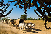 Myanmar (Burma), Mandalay Division, Bagan, Old Bagan, festival of the full moon of Ananda, pilgrims returning to their villages at the end of ceremonies