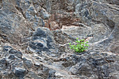 woodruff on a rock, botany