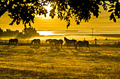 Pferde im Morgennebel auf einer Weide bei Wustrow. Darß, Mecklenburg-Vorpommern, Deutschland