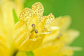 Blüte eines Punktierten Enzian, Gentiana punctata, Adamello-Presanella-Gruppe, Trentino, Italien