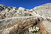 Poinierpflanze Alpenwucherkraut wächst auf Gletscherschliffplatte, Val Genova, Adamello-Presanella-Gruppe, Trentino, Italien