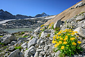 Yellow leopard's bane in front of glacier lake and glacier, Val Genova, Adamello-Presanella Group, Trentino, Italy