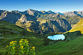 Alpine Ragwort Senecio alpinus, Lake Seealpsee, at Nebelhorn, near Oberstdorf, Allgaeu Alps, Allgaeu, Bavaria, Germany