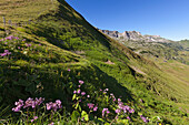 Alpen-Milchlattich Cicerbita alpina am Nebelhorn, bei Oberstdorf, Allgäuer Alpen, Allgäu, Bayern, Deutschland