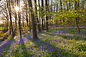 Hasenglöckchen Hyacinthoides non-scripta im Wald, bei Hückelhoven, Nordrhein-Westfalen, Deutschland