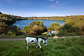Esel am Weinfelder Maar Totenmaar, bei Daun, Eifelsteig, Eifel, Rheinland-Pfalz, Deutschland