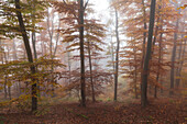 Buchenwald im Nebel, Eifel, Rheinland-Pfalz, Deutschland