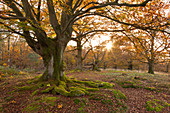 Old beeches in Kellerwald-Edersee national park, Hesse, Germany