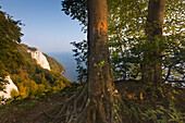 Kreidefelsen, Blick zum Königsstuhl, Nationalpark Jasmund, Rügen, Ostsee, Mecklenburg-Vorpommern, Deutschland