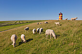 Sheep at the dike, Pilsum lighthouse, near Greetsiel, East Friesland, Lower Saxony, Germany