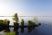 Moor lake in Nature reserve „Ewiges Meer“, East Friesland, Lower Saxony, Germany