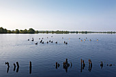 Hochmoorsee im Naturschutzgebiet „Ewiges Meer“ Ostfriesland, Niedersachsen, Deutschland
