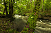 Wisper valley, near Lorch, Rhine river, Hesse, Germany