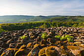 Basalt columns at Schafstein rock, near Ehrenberg, Rhoen, Hesse, Germany