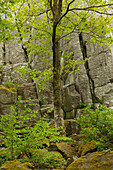Basaltformation Steinwand, bei Poppenhausen, Rhön, Hessen, Deutschland