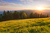 Morgenstimmung am Belchen, Südlicher Schwarzwald, Baden-Württemberg, Deutschland
