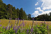 Landscape on the Black Forest Panoramic Road, Black Forest, Baden-Wuerttemberg, Germany