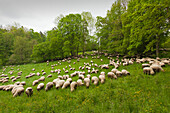 Flock of sheep, Hainich national park, Thuringia, Germany