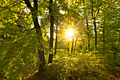 Laubwald im Morgenlicht, am Großen Inselsberg, Thüringer Wald, Thüringen, Deutschland