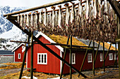 red wooden rorbu huts in fishing village Reine, dry fish, Moskensoya, Lofoten Islands, Norway, Skandinavia, Europe