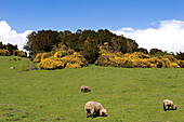 Chile, Los Lagos Region, Chiloé Island, Quinchao Island, peninsula, sheeps and broom