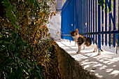 Greece, Athens District of Plaka