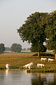 France, Allier, Bourbonnais, Meillard, cows of Charolais breed
