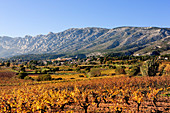 France, Bouches du Rhone, Pays d'Aix (Aix Country), Puyloubier vineyard in Autumn at the bottom of montagne Sainte Victoire (St Victory mountain)