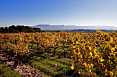 France, Bouches du Rhone, Pays d'Aix (Aix Country), Sainte Lucie vineyard in Autumn at the bottom of montagne Sainte Victoire (St Victory mountain)