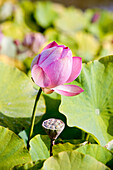 France, Dordogne, Perigord Noir, Dordogne Valley, Carsac Aillac, Les Jardins d'Eau (Water Gardens)