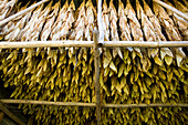 France, Dordogne, Perigord Noir, tobacco leaves drying on a kiln