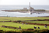 France, Manche, Cotentin, Cap de la Hague, Goury, lighthouse of cape La Hague, Norman cows in the meadow